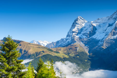 Mountains peaks, forest and meadow. Mountain range and clear blue sky. Swiss landscape in the summertime. Large resolution photo.の写真素材