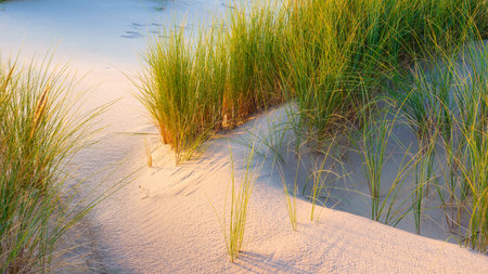 Grass on the sand. Soft light at sunset. A sandy shore at low tide. Travel image. Photography for design.の写真素材