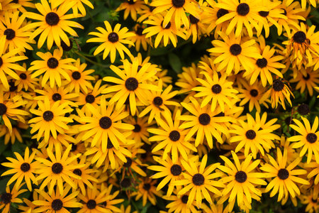 Spring flowers. Yellow color. Plants as a background. Small whole flowers. Nature and plants.の写真素材
