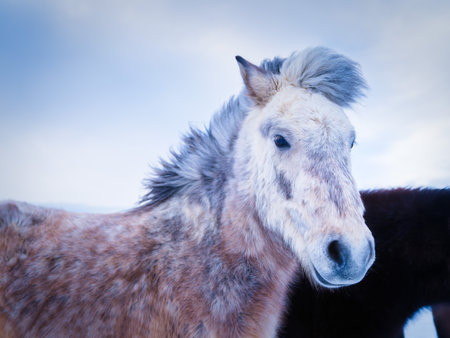 Horses in Iceland. Wild horses in a group. Horses on the Westfjord in Iceland. Composition with wild animals. Travel imageの写真素材