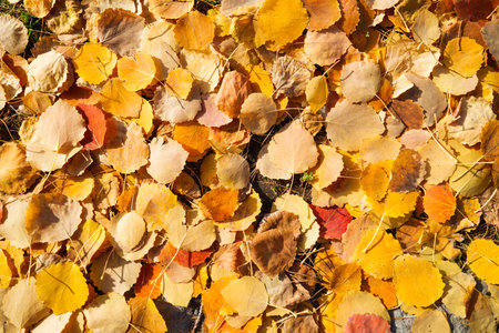 Autumn leaves as a backdrop. Yellow leaves from autumn trees. The autumnal season. Abstract composition for the design.の写真素材
