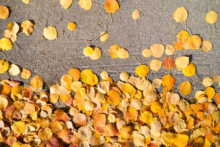 Autumn leaves as a backdrop. Yellow leaves from autumn trees. The autumnal season. Abstract composition for the design.の写真素材