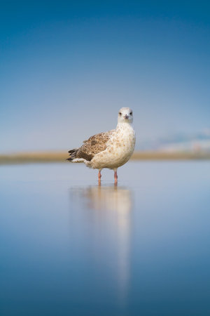 A seagull on the seashore. Birds in the wild. Portrait of a seagull. A seagull standing on the beach.の写真素材