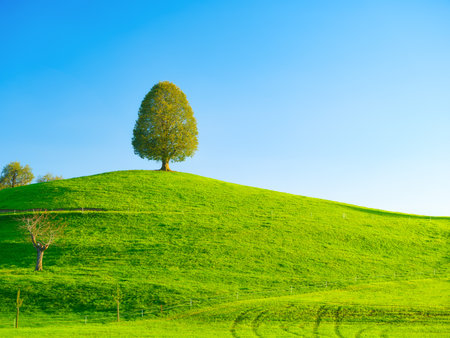 Fields and meadows. Natural landscape in summer time. Tree on top of the hill. Landscape before sunset. High resolution photo.の写真素材