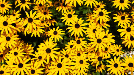 Spring flowers. Yellow color. Plants as a background. Small whole flowers. Nature and plants.の写真素材
