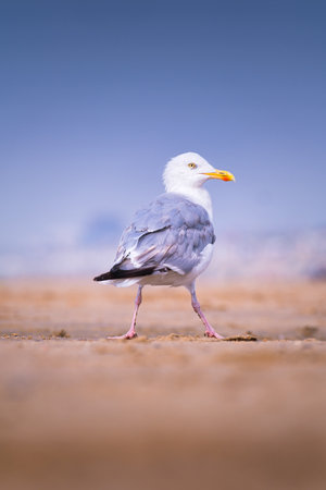 A seagull on the seashore. Birds in the wild. Portrait of a seagull. A seagull standing on the beach.の写真素材
