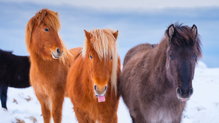 Horses in Iceland. Wild horses in a group. Horses on the Westfjord in Iceland. Composition with wild animals. Travel -imageの写真素材