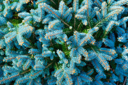 A blue spruce as a background. The needles on the coniferous tree. New Year and Christmas tree. Celebration in the winter time. Plants as a background.の写真素材