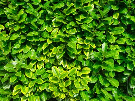Spring fresh leaf and sunshine. Plants for the background. Photo for design as background. Picture in large resolution.の写真素材