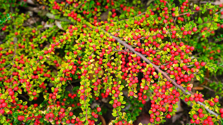 Ripe berries on the bush as a background. Harvest time in autumn. Healthy nutrition. Vitamins in berries. Abstract composition for design.の写真素材