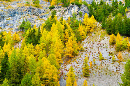 Autumn forest as a background. A view of the natural landscape in the mountains. Pine trees. Large resolution photo for the design.の写真素材