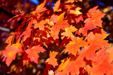 Autumn leaves on the trees. Yellow maple leaves. Autumn background. Leaves on blurry background. Natural background and wallpaper.の写真素材