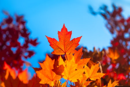 Autumn leaves on the trees. Yellow maple leaves. Autumn background. Leaves on blurry background....