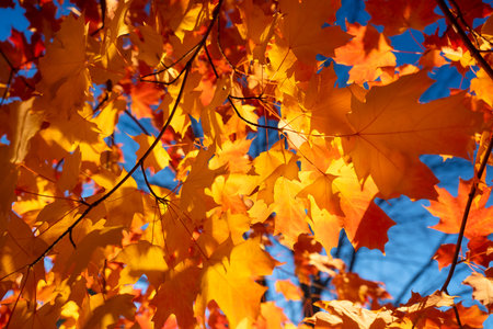 Autumn leaves on the trees. Yellow maple leaves. Autumn background. Leaves on blurry background....