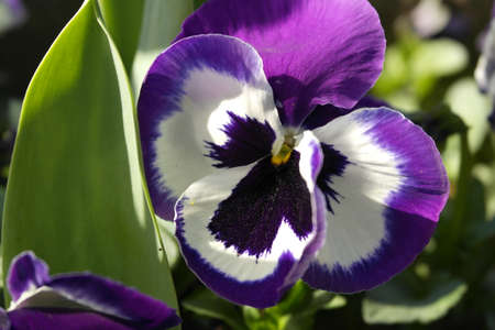 Flowers, Violetの写真素材