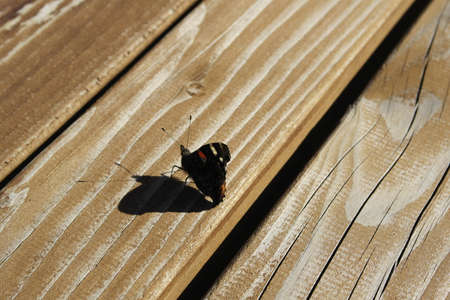 butterflyの写真素材