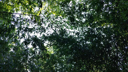 Landscape, natureの写真素材