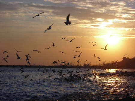 sunset from sea with gullsの写真素材