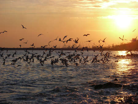 sunset from sea with gullsの写真素材