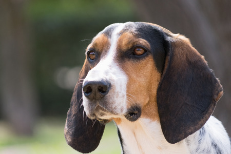 Hunt dog portrait.の写真素材