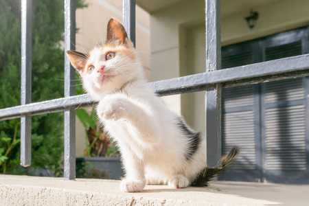 Happy puppy cat playing in the back yard.の写真素材