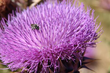 Little bug on thistle.の写真素材