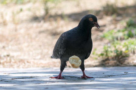 Pigeon biting and eating a coil.