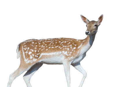 Beautiful deer portrait isolated on white.の写真素材