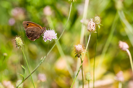 Maniola jurtina butterfly on pink flower.の写真素材