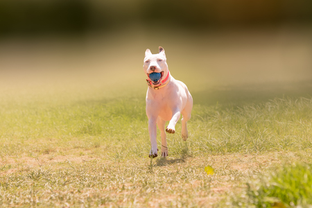 Happy American pit bull terrier dog running at a park.の写真素材