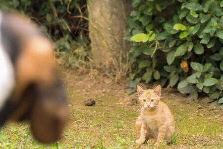 Dog versus cat. A beautiful moment with a cat waiting for dog next moves.の写真素材