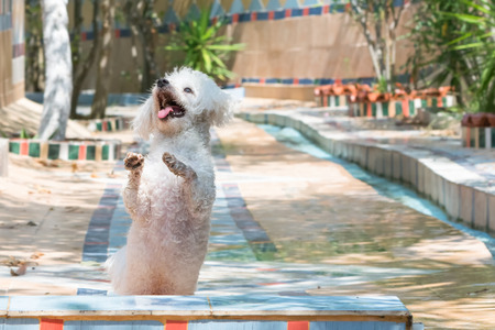 Small dog  caniche jumping against a beautiful  background.の写真素材