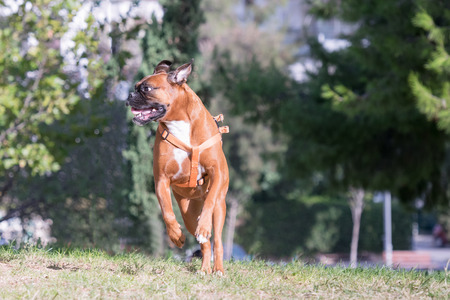 German boxer running and jumping at a park.の写真素材