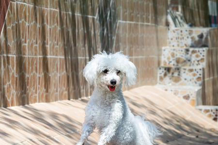 Small dog  caniche portrait.の写真素材