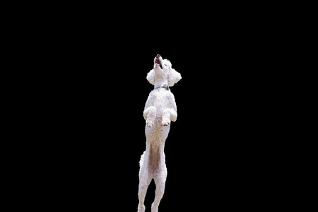 Poodle dog jumping isolated on black.の写真素材