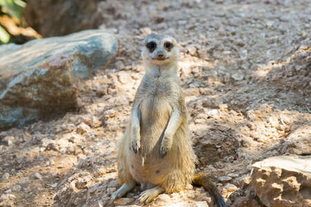 Cute suricata portrait.の写真素材