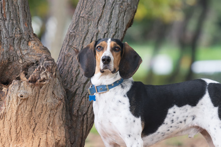 Hunt dog portrait with a tree as background.の写真素材