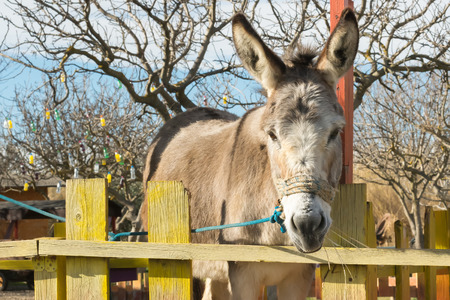 Cute donkey portrait at a park.の写真素材