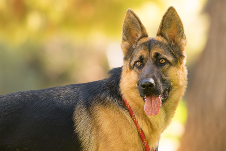 German shepherd dog portrait. A close up look.の写真素材