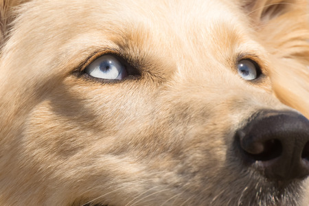 White Shepherd dog blue eyes. Close up portrait.