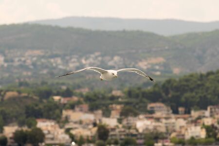 Seagull flying in the air against the village of Oropos in Greece.の写真素材