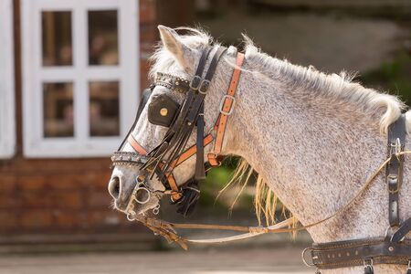 Horse wearing halters and blinder at a ranch.の写真素材