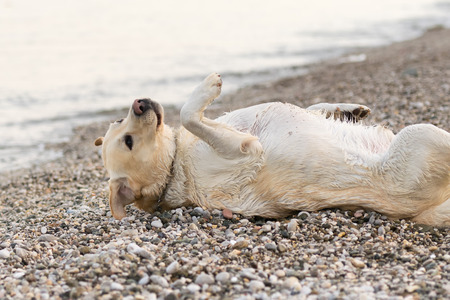 Funny pose of a labrador dog after having his swim.の写真素材