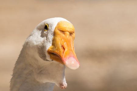 Funny duck portrait against a blurred background.の写真素材