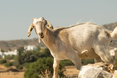 Funny goat portrait on a pile of rocks on a sunny day.の写真素材