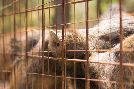 Caged animals. A close up look of wild boars inside a cage.の写真素材