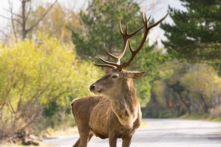 Funny portrait of a male deer on the road of Parnitha mountain in Greece.の写真素材