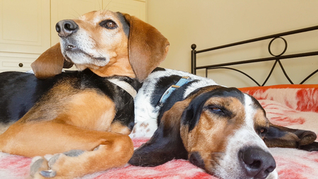Funny moment of a female dog looking curious next to a male dog who is sleeping deeply.の写真素材