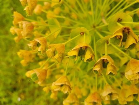 Close up of a rapeseed flower.の写真素材