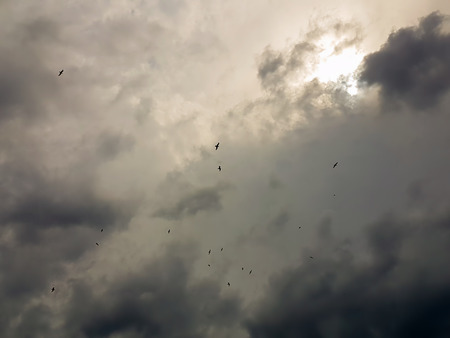 Seagulls flying up in the sky against a dramatic sky.の写真素材